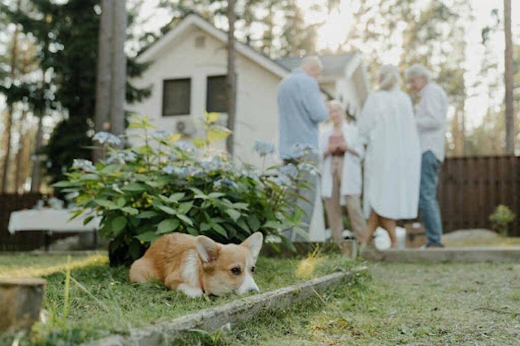 dog in backyard